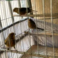 قناری ترک|پرنده|کرج, فاز ۴ مهرشهر|دیوار