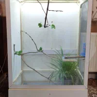 قفس (پالاریوم)