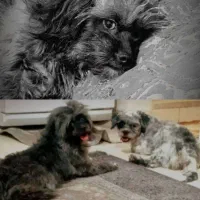 شیتزو ماده- واگذاری رایگان