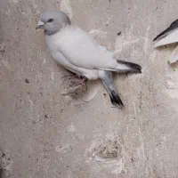 سه عدد حیوون مقبول بزن بهادر