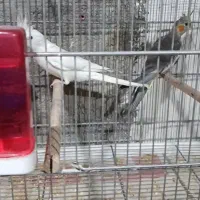 عروس هلندی|پرنده|شیروان (خراسان), |دیوار