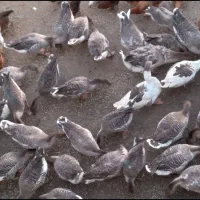 غاز محلی در روستایی قره وانلو|حیوانات مزرعه|آبش احمد, |دیوار