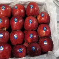 کاردسردخانه سیب چیدن داخل جعبه سیب