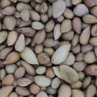 بادام تلخ