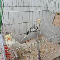 عروس هلندی مولد آماده تخم گذاری