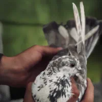 کبوتر|پرنده|نوشین شهر, |دیوار