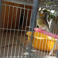 سهره قناری ماده|پرنده|بروجرد, |دیوار