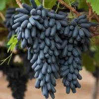 فروش ویژه نهال انگور موندراپ ، میوه درشت و صادراتی