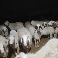 بره چاق گوشتی