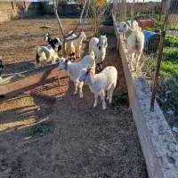 بزغاله در حیوانات مزرعه|حیوانات مزرعه|سیمین شهر, |دیوار