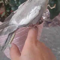 فروش دوعدد عروس هلندی ماده سالم سرحال|پرنده|میانه, |دیوار