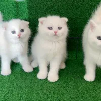 گربه سفید مجموعه پیشاپو