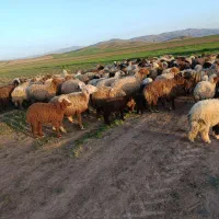 ۶۵عدد میش خالی