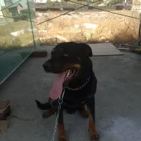 واگذاری سگ روتوایلر