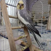 عروس هلندی|پرنده|خلخال, |دیوار