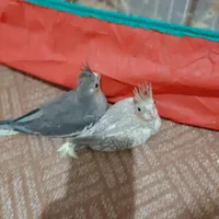 طوطی عروس سرلاکی اهلی|پرنده|بهبهان, |دیوار