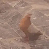سرته زرد