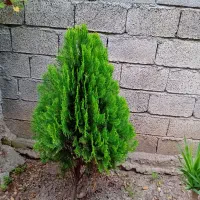 کامیس|گل و گیاه طبیعی|کلاچای, |دیوار