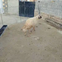 شک ورن سنجابی|حیوانات مزرعه|دالاهو, |دیوار