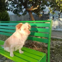 سگ گمشده در نعلبندان گرگان|حیوانات|گرگان, |دیوار