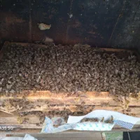 فروش زنبور خرید موم و کلوخ وتعویض با زنبور|حیوانات مزرعه|ساری, |دیوار