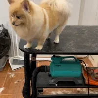 پامرین|سگ|کرمانشاه, |دیوار