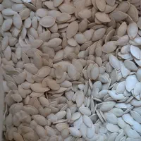 تخم کدوی پر مغز