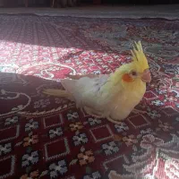 عروس هلندی نر بازی گوش