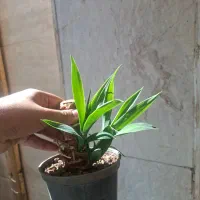 فروش ۵ گلدان یوکا با تنه چوبی