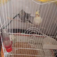 عروس هلندی کاملا دستی