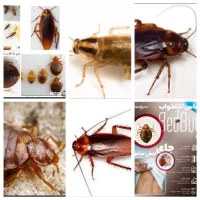 سمپاشی بدون شستشو سم پاشی بدون ترک منزل|خدمات نظافت|تهران, افسریه جنوبی|دیوار