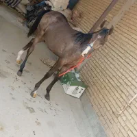 کره اسب نریان چابک و سرحال برای فروش|اسب و تجهیزات اسب‌سواری|شوش, |دیوار