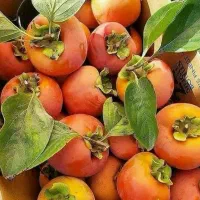 تولید نهال خرمالو سیبی ۲ساله تضمینی