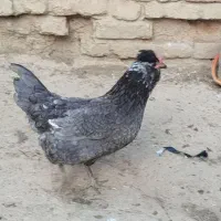 نیمچه جوجه تخم مرغ نطفه دارگلین. درجه یک فول کیفیت