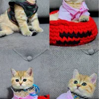 بچه گربه گلد و لیلاک