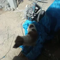 سگ گمشده|حیوانات|شیروان (خراسان), |دیوار