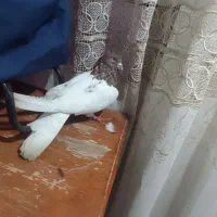 قرمزباش نر چهل سانتی