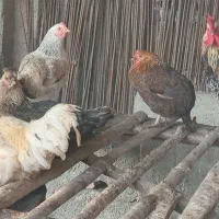 خروس جوان و غاز