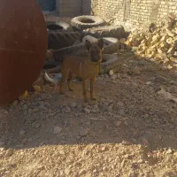 سگ مالینیوز