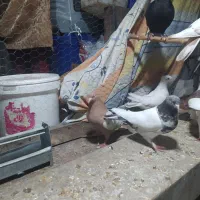 پرنده|پرنده|قم, قلعه کامکار|دیوار