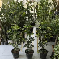شفلرا سطل 7  خانه گلها|گل و گیاه طبیعی|بندرعباس, |دیوار
