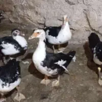 فروش چند عدد اردک اسرائیلی ماده وچند عدد اردک محلی|حیوانات مزرعه|قائمشهر, |دیوار