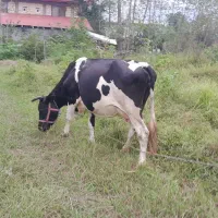 گاو دورگ با گوساله