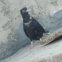 جفت اشعل