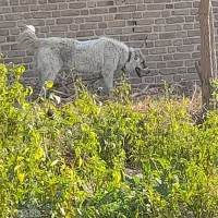سگ نژاد افغان جوان گله ونگهبان|سگ|کوهسار (البرز), |دیوار