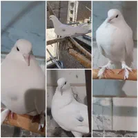کبوتر سفید/پرشی شمرونی