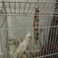 عروس هلندی نر با قفس