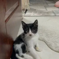 واگذاری پیشی نر|گربه|رشت, دباغیان|دیوار