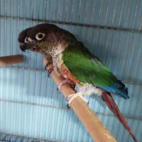 گرینچک جفت مولد  رنگهای  مختلف دهن جور