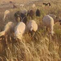 ۱۹راس‌میش|حیوانات مزرعه|سروستان, |دیوار